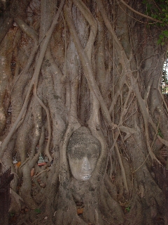 Buddha head at Ayuthuya